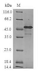 Heat shock protein beta-2 (HSPB2), human, recombinant