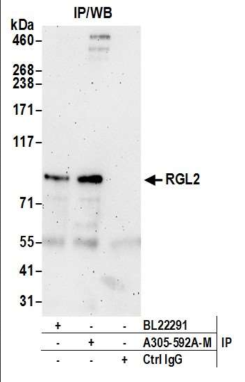 Anti-RGL2