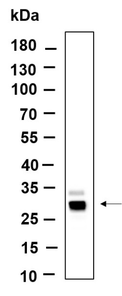 Anti-Recombinant Azurocidin, clone 5B12