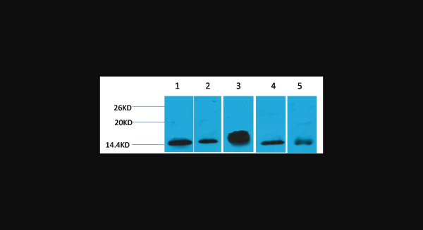 Anti-Histone H2B, monoclonal