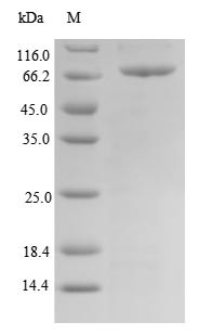 T-box transcription factor TBX15 (TBX15), human, recombinant