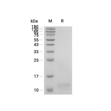 Eotaxin-1 (CCL11) Recombinant (Human)