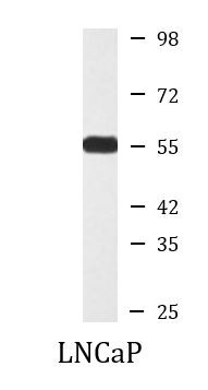 Anti-TXNRD2, clone 3F2-E12-F10