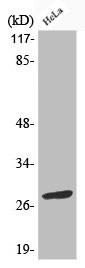 Anti-Phospho-BCL2 (S70)