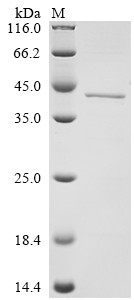 Protein ABHD11 (ABHD11), human, recombinant
