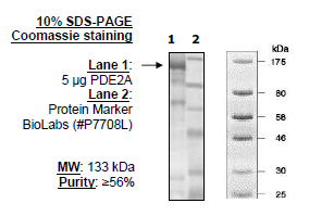 PDE2A, active rat recombinant protein
