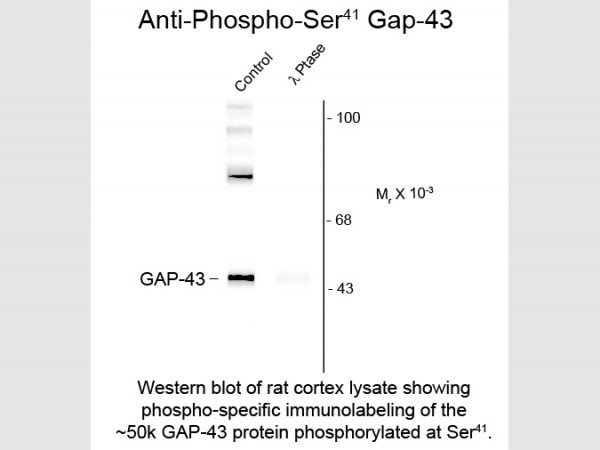 Anti-phospho-Neuromodulin (GAP43) (Ser41)