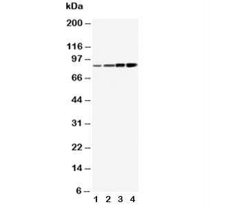 Anti-PI3K (p85 alpha)