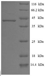 Chymotrypsin-like elastase family member 3A (CELA3A), human, recombinant