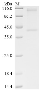 G-protein coupled receptor 87 (GPR87), human, recombinant