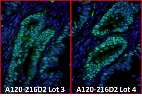 Anti-Rabbit IgG-heavy and light chain cross-adsorbed, DyLight(R) 488 conjugated