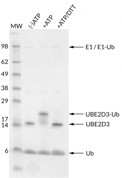 UbcH5c [UBE2D3] (human) (rec.) (untagged)