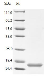 Neurotrophin-4 protein (NTF4) (Active), human, recombinant