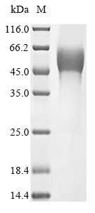 Super small secreted glycoprotein (GP), Zaire ebolavirus, recombinant