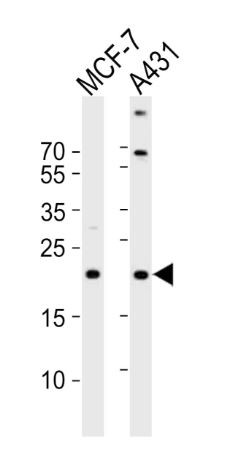 Anti-TIMM23