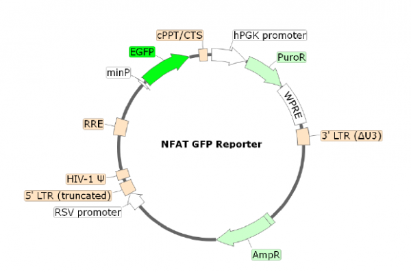 NFAT eGFP Reporter Lentivirus