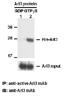 Anti-active Arl3, monoclonal