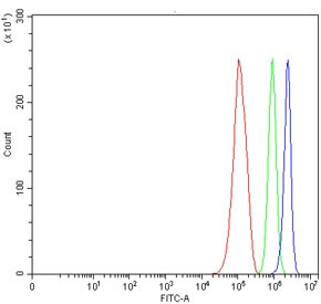 Anti-TMEM52B / Transmembrane protein 52B