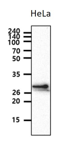 Anti-CHODL, clone 25G6