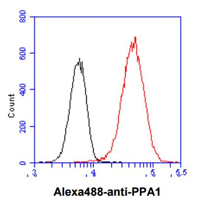 Anti-PPA1 / Pyrophosphatase, clone 4G4