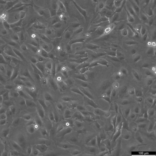 Calu-1 Cells