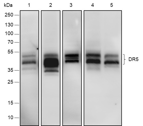 Anti-Recombinant DR5, clone A568
