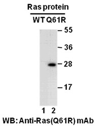 Anti-Ras (Q61R), monoclonal