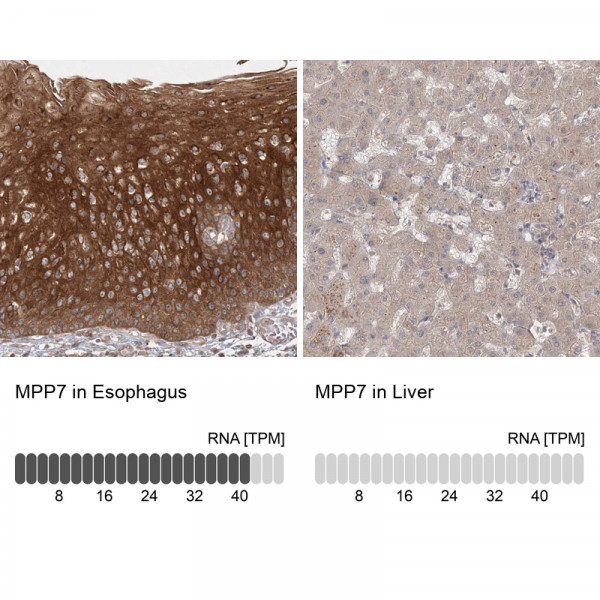 Anti-MPP7