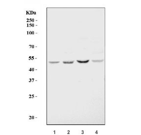 Anti-DNMT3L