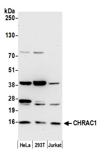 Anti-CHRAC1/CHRAC15