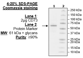CD73, Avi-His-Tag, Biotin-Labeled (Mouse) HiP(TM)