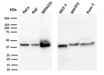 Anti-PD-L1 / B7-H1 / CD274, clone PDL1/2744