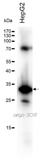 Anti-NQO1, C-terminal