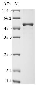 Nucleoprotein (N), human coronavirus NL63, recombinant