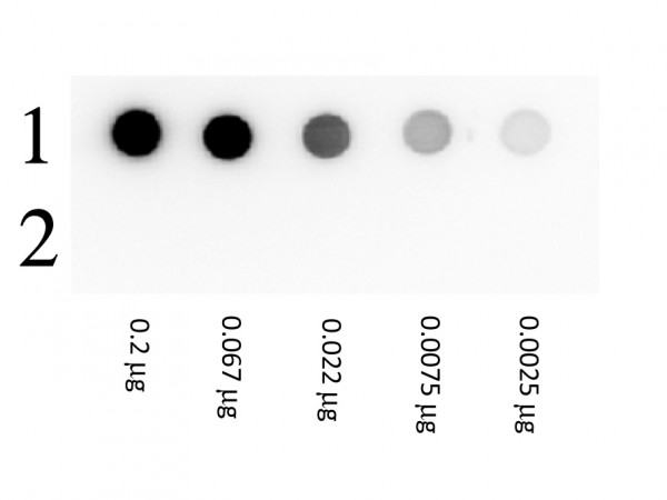 Biotin Beta Galactosidase Conjugated