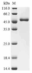 Gastric triacylglycerol lipase (LIPF), recombinant Dog
