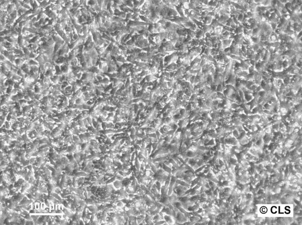 STO Cells