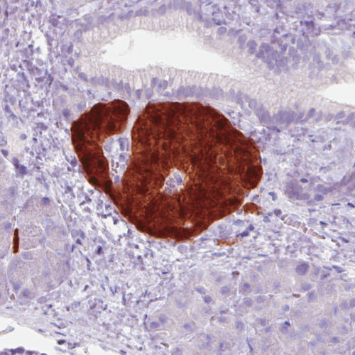 Anti-SCGN, clone CL0271