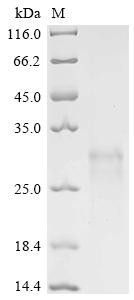Eukaryotic translation initiation factor 4E (EIF4E), recombinant human