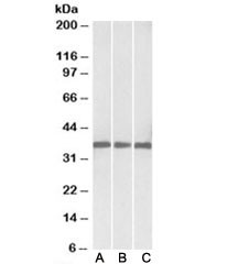 Anti-Malate dehydrogenase 1
