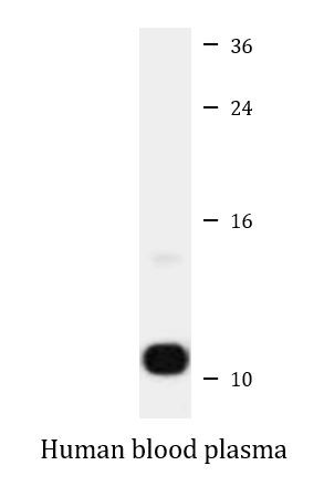 Anti-Apolipoprotein AII