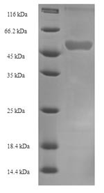 NADPH:adrenodoxin oxidoreductase, mitochondrial (FDXR), human, recombinant