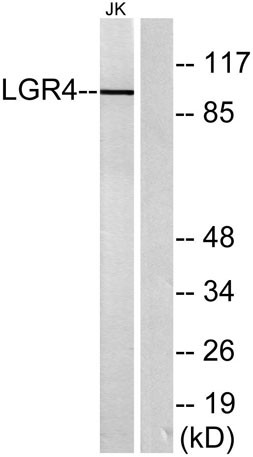 Anti-GPR48
