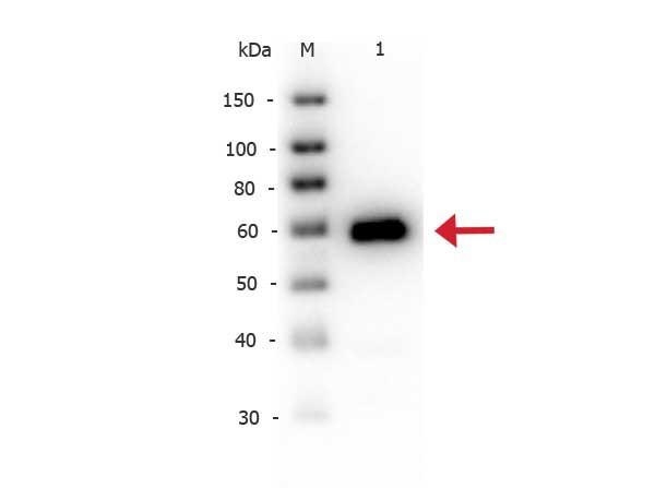 Anti-ALKALINE PHOSPHATASE (Calf Intestine), Biotin Conjugated