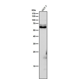 Anti-phospho-CRMP2 (Thr514) / Collapsin response mediator protein 2, clone 32D10