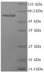 Polyadenylate-binding protein 1 (PABPC1), partial, human, recombinant