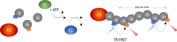 TRAF6 Intrachain TR-FRET Assay Kit