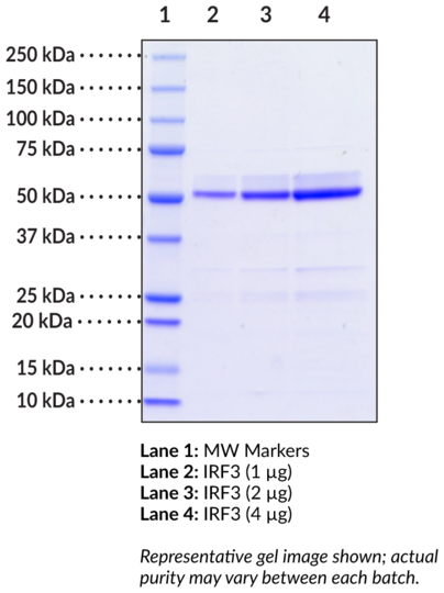 IRF3 (human, recombinant)