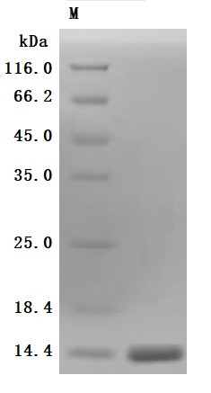 Kidney-associated antigen 1(KAAG1) (Active), human, recombinant