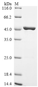 Annexin A2 (Anxa2), mouse, recombinant